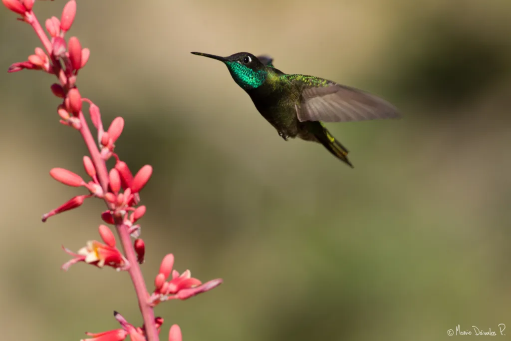 Hummingbirds Tattoo 11